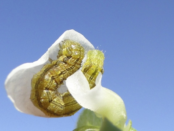 Nova tecnologia de algodão resistente a lagartas e tolerante ao glifosato é liberada