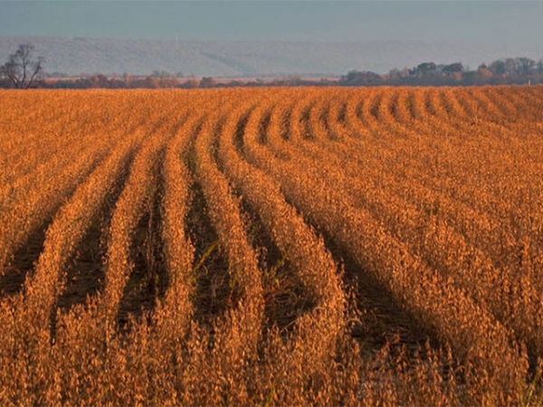 USDA prevê produção de soja dos EUA menor que expectativa do mercado