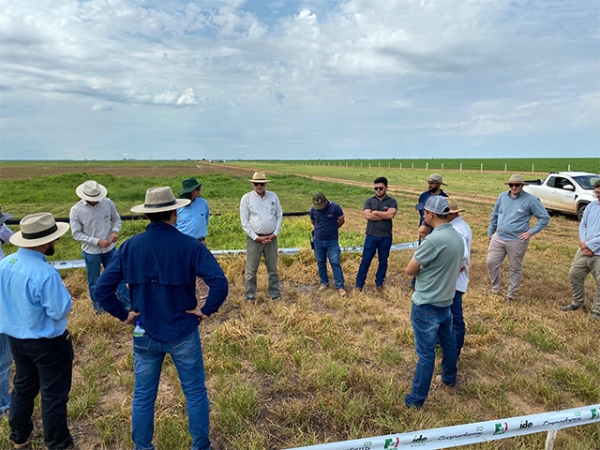 Cooperfarms promove rodada técnica para avaliação de herbicidas