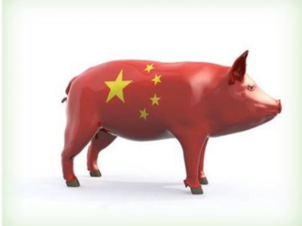 Sinais de recuperação do rebanho suíno da China