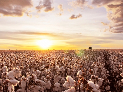 Bahia tem recorde de produtores de algodão com certificação internacional de sustentabilidade no campo