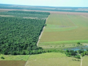 Maggi defenderá compensação à agricultura por cuidados ambientais