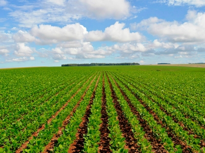 Bahia terá novo período de vazio sanitário da soja