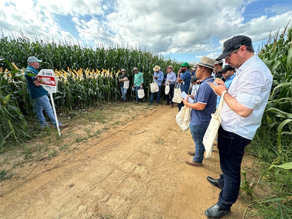 Cooperfarms promove rodada técnica de milho com foco em produtividade e sustentabilidade