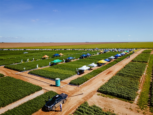 Cooperfarms e Ide Consultoria Agrícola &amp; Pesquisa promovem Dia de Campo; iniciativa acontece na sexta-feira (14)