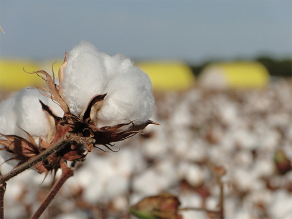 Manejo e controle de pragas no algodão será tema de encontro técnico